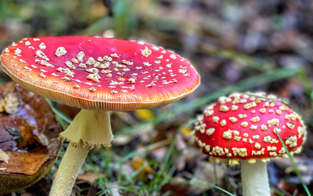 DEATH, DINNER, WILD FOOD AND WILD STORIES (Cannock Chase) STAFFORDSHIRE – September 27th