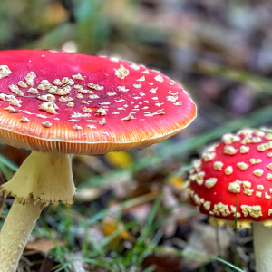 DEATH, DINNER, WILD FOOD AND WILD STORIES (Cannock Chase) STAFFORDSHIRE - September 27th
